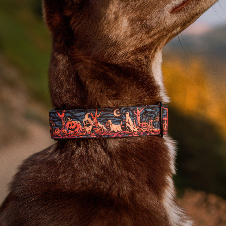 Haunted Hounds Dog Collar Special Edition [ready to ship]