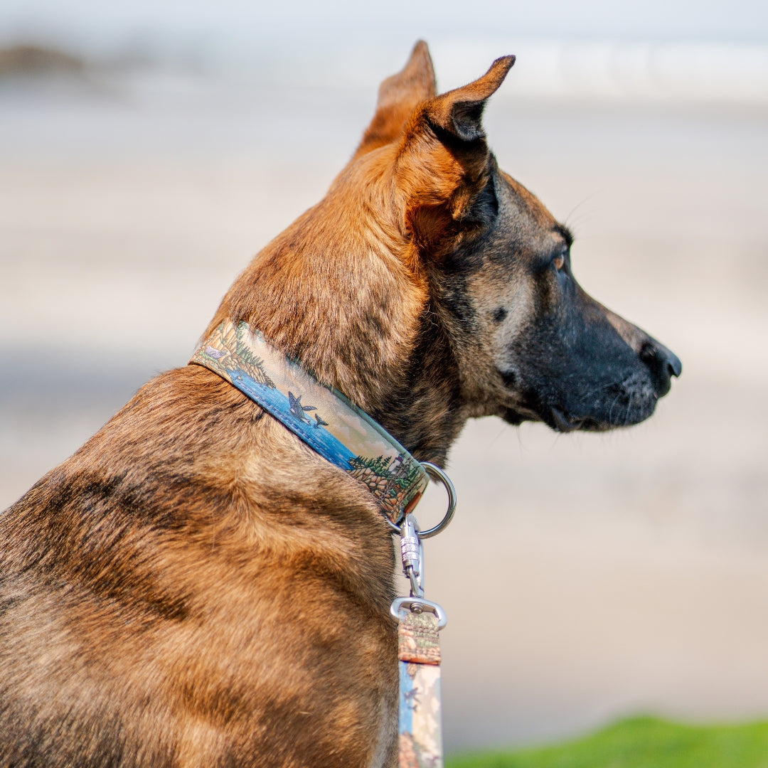 Acadia Parkside Collar