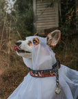 Haunted Hounds Dog Collar Special Edition [ready to ship]