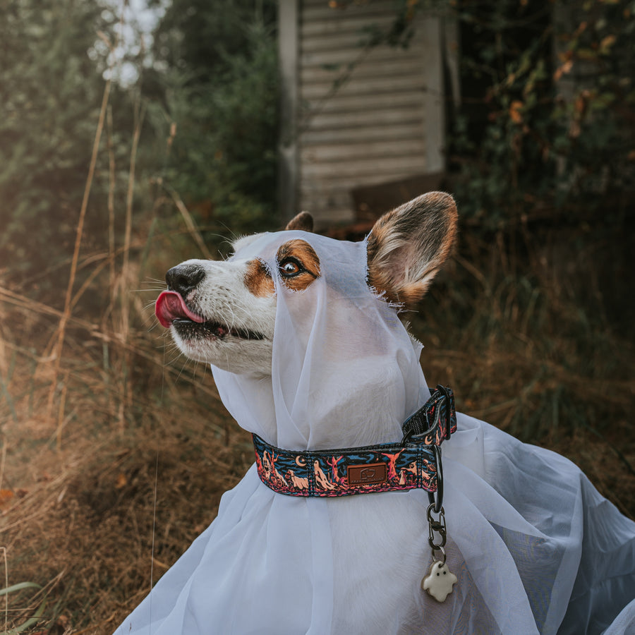 Haunted Hounds Dog Collar Special Edition [ready to ship]