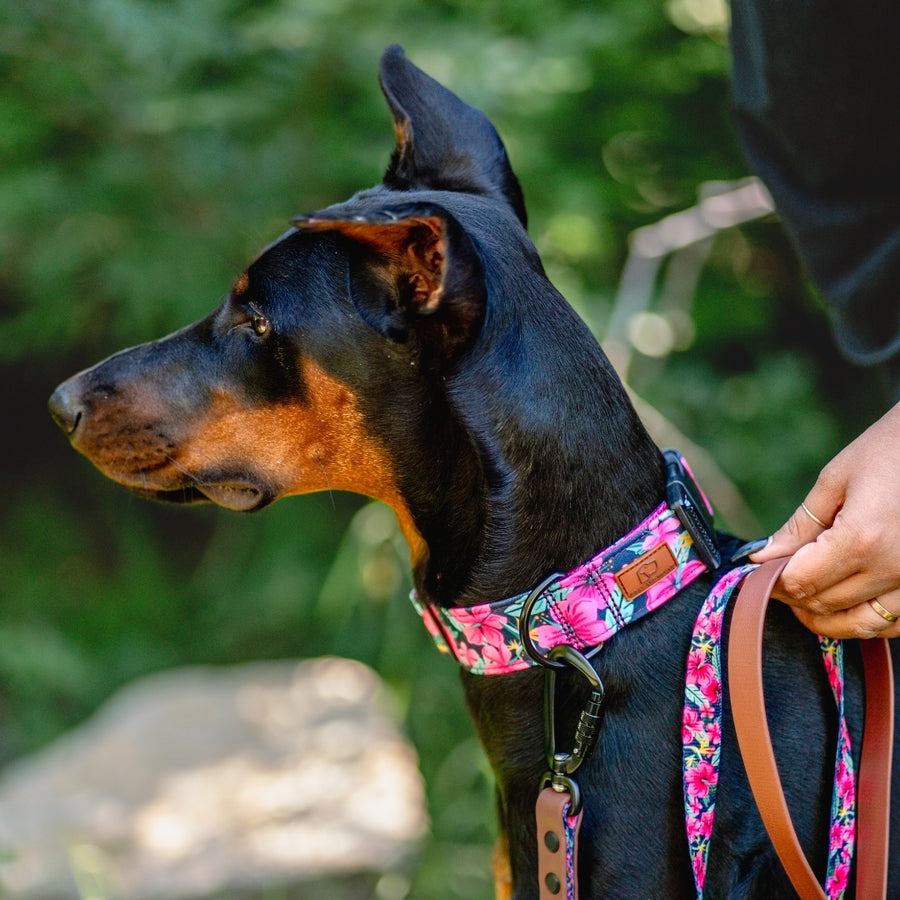 Hibiscus Floral Dog Collar