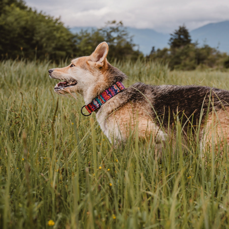 Elements in Pink Dog Collar