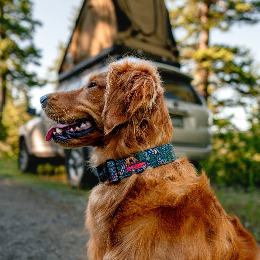 Overland Forest Dog Collar