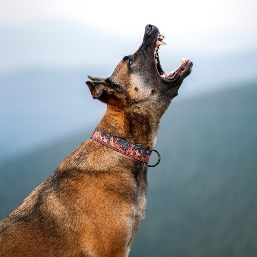 Haunted Hounds Dog Collar Special Edition [ready to ship]