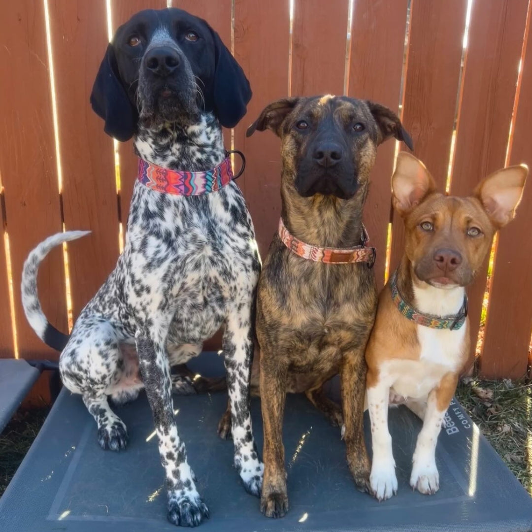 Elements in Pink Collar