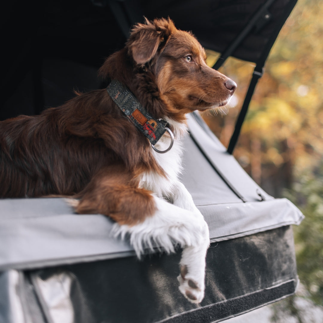 Overland Forest Collar