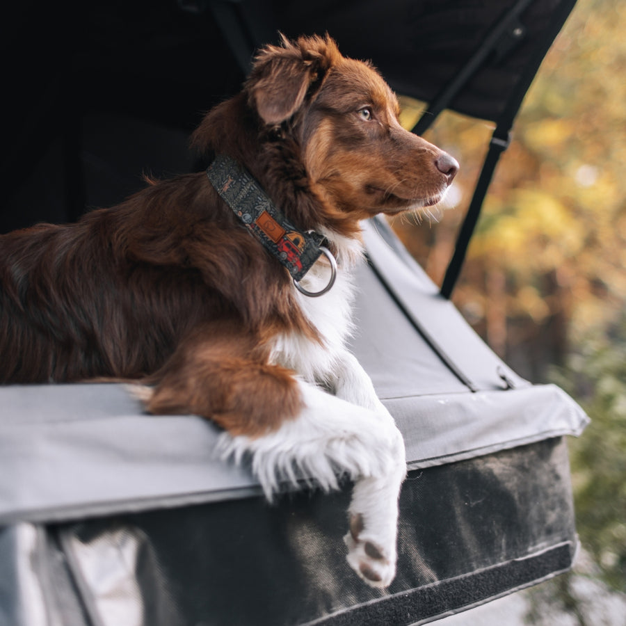 Overland Forest Dog Collar