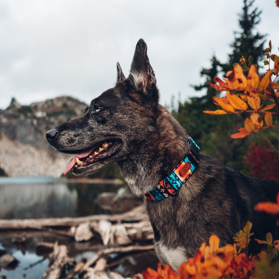 Sedona Geo Dog Collar