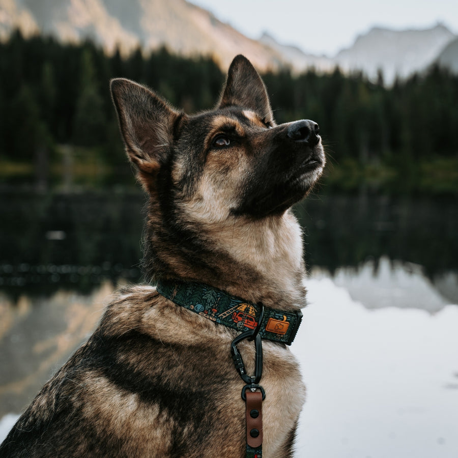 Overland Forest Dog Collar