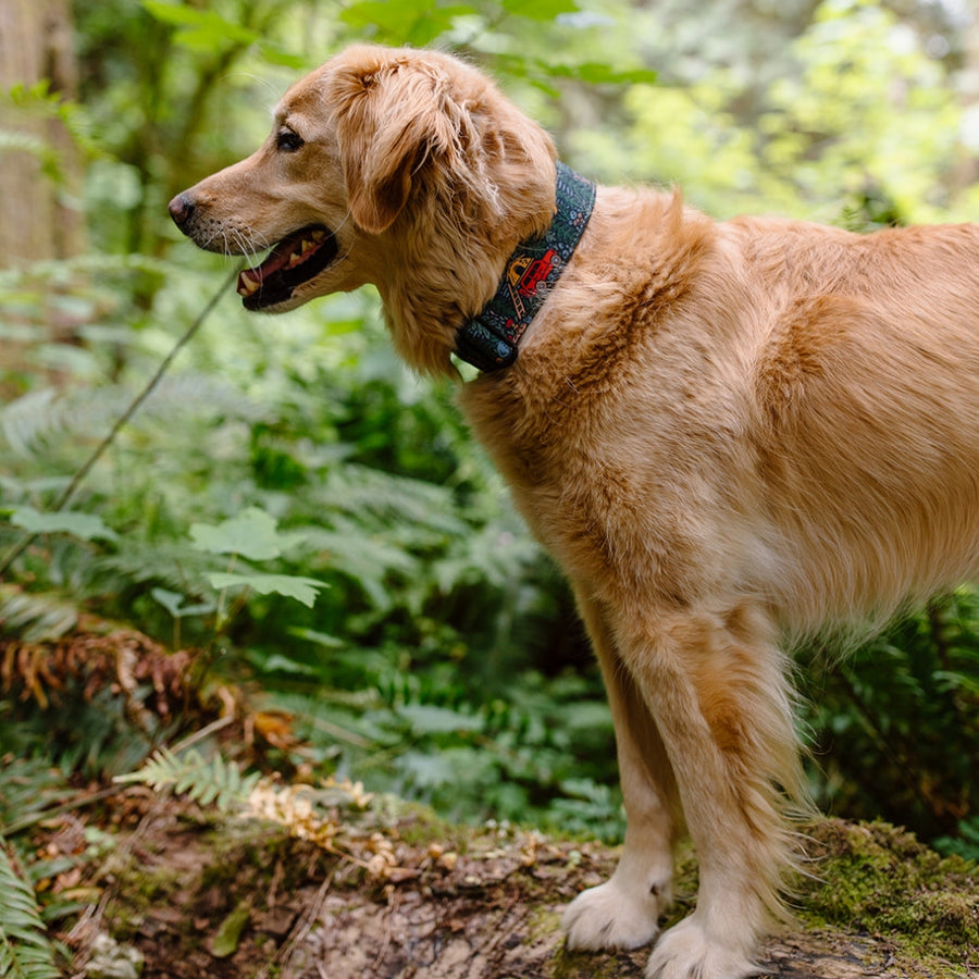 Overland Forest Dog Collar