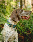 Sasquatch Shadows Dog Collar | Limited Artist Series