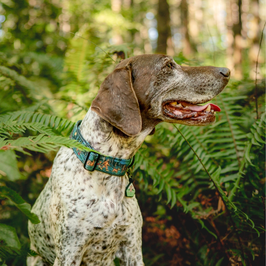 Sasquatch Shadows Dog Collar | Limited Artist Series