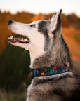 Camp Hollow Hybrid Martingale Dog Collar | Limited Artist Series