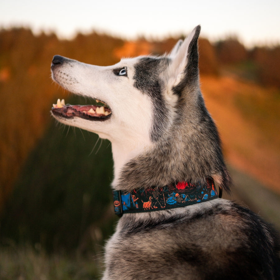 Camp Hollow Hybrid Martingale Dog Collar | Limited Artist Series
