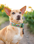 Rainbow Ridge Dog Collar [limited edition]