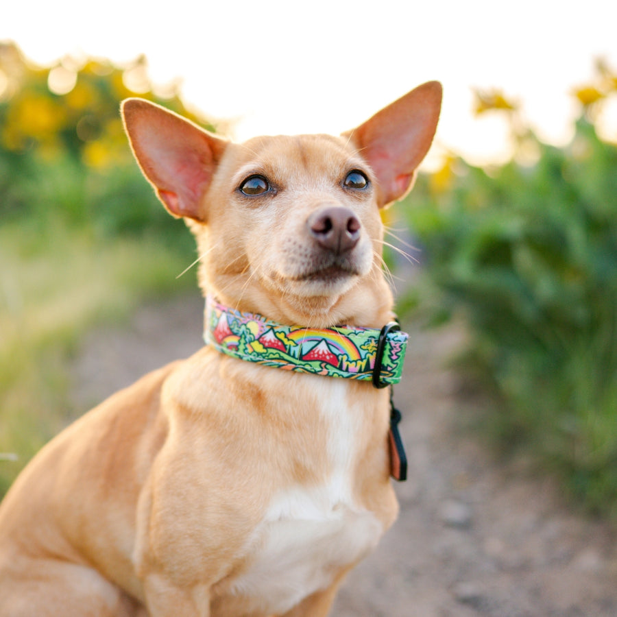 Rainbow Ridge Dog Collar [limited edition]