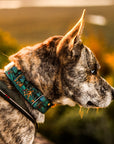 Sasquatch Shadows Hybrid Martingale Dog Collar [artist limited edition]