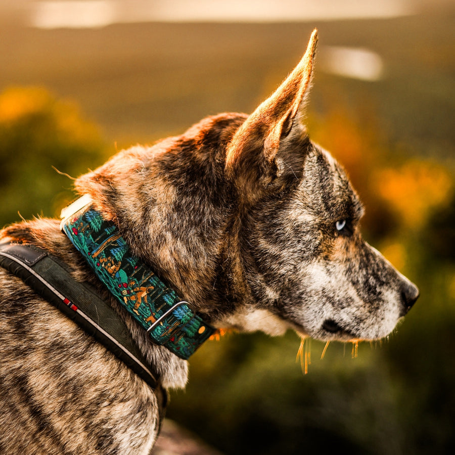 Sasquatch Shadows Hybrid Martingale Dog Collar [artist limited edition]