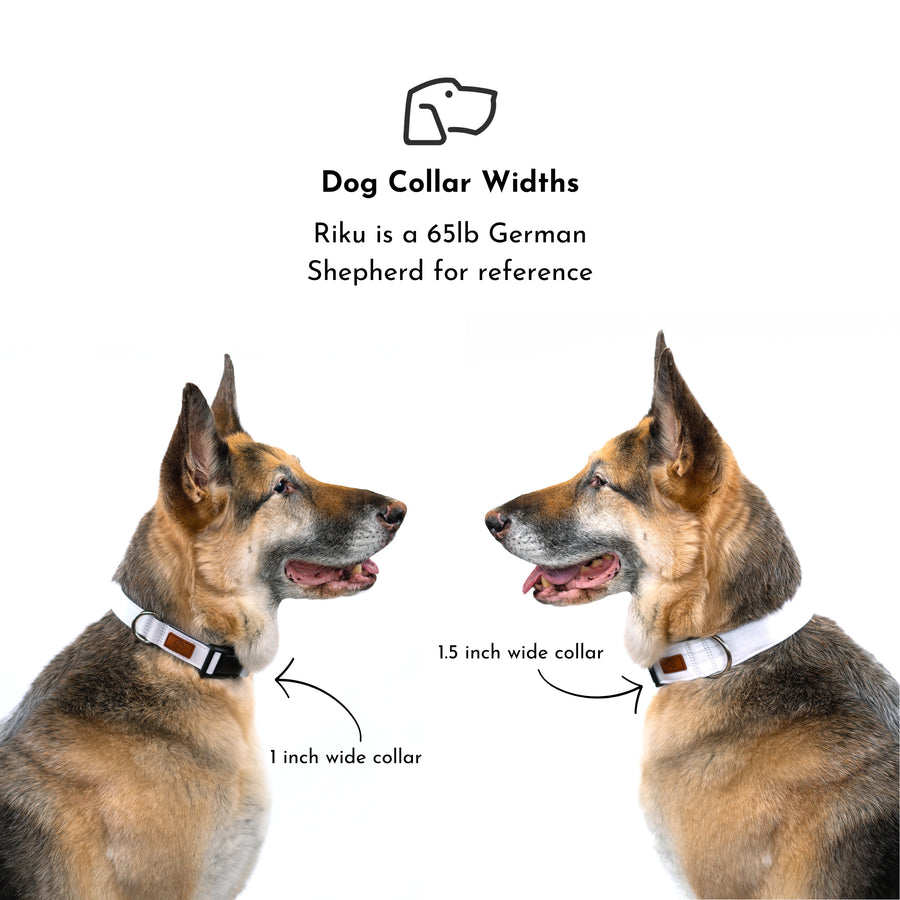 Lupine Fields Dog Collar