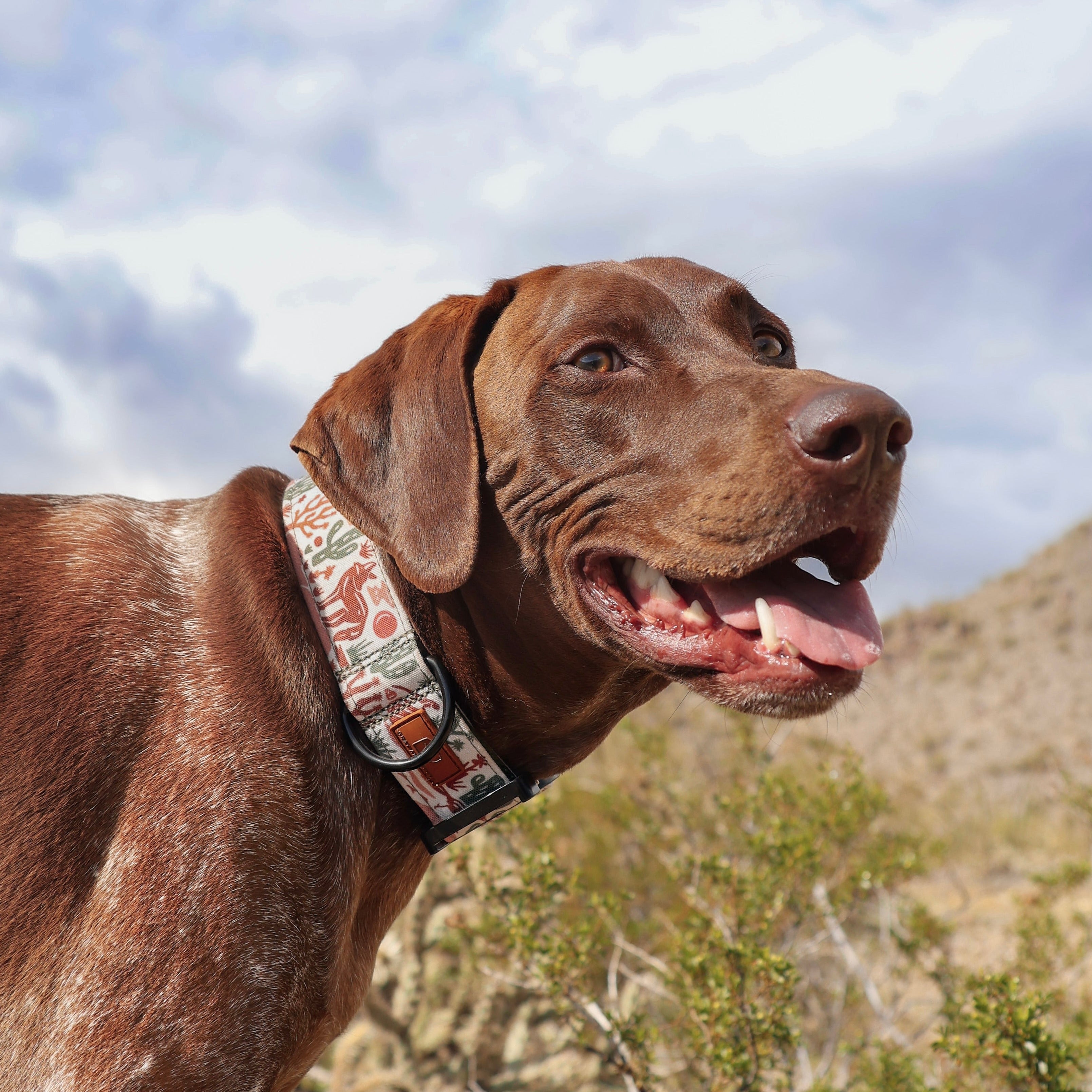 Desert Coyote Collar