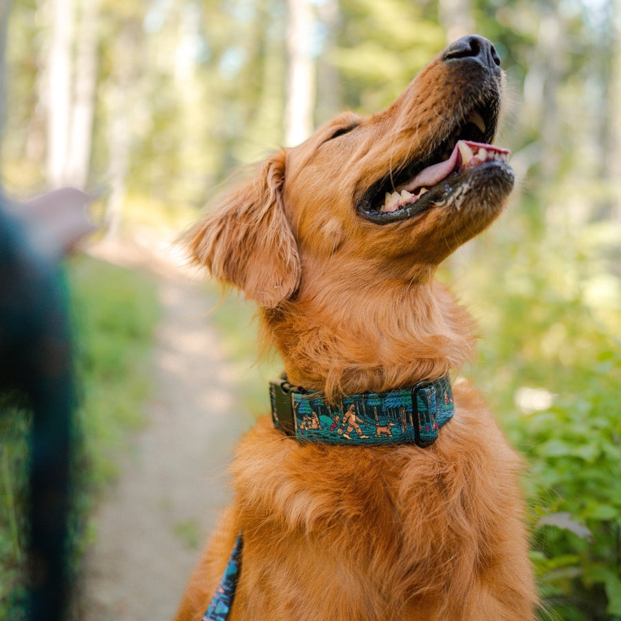 Sasquatch Shadows Hybrid Martingale Dog Collar [artist limited edition]