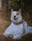 Haunted Hounds Dog Collar | Limited Artist Series