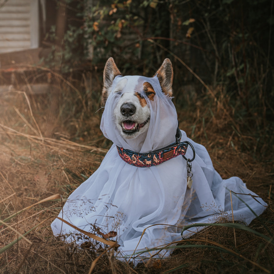 Haunted Hounds Dog Collar | Limited Artist Series
