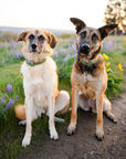 Rainbow Ridge Dog Collar [limited edition]