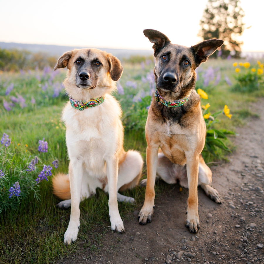 Rainbow Ridge Dog Collar [limited edition]