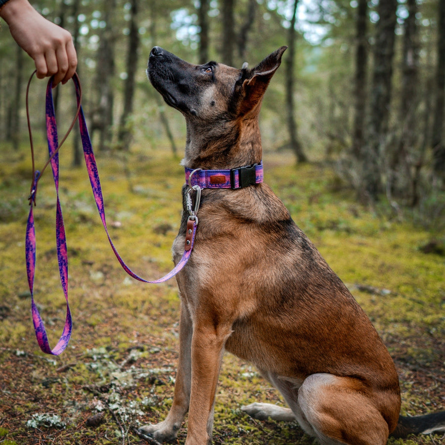 Enchantments in Purple Dog Leash [Limited Edition Artist Series]