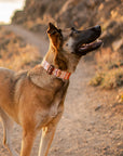 Elements in Brown Dog Collar