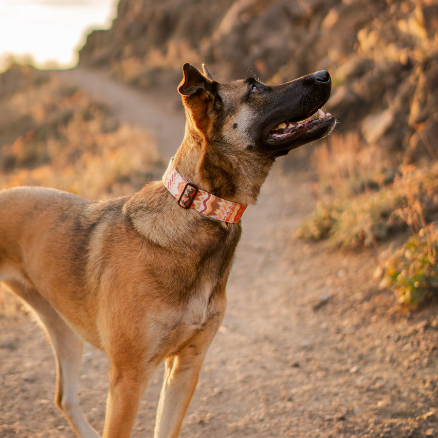 Elements in Brown Dog Collar