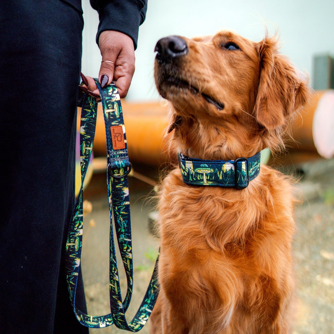 1947 Buckle-On Martingale Collar