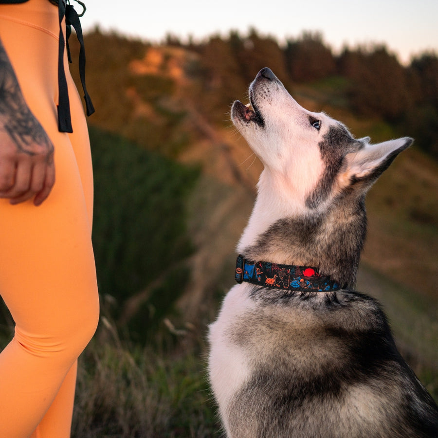 Camp Hollow Hybrid Martingale Dog Collar | Limited Artist Series