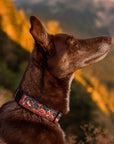 Haunted Hounds Dog Collar | Limited Artist Series