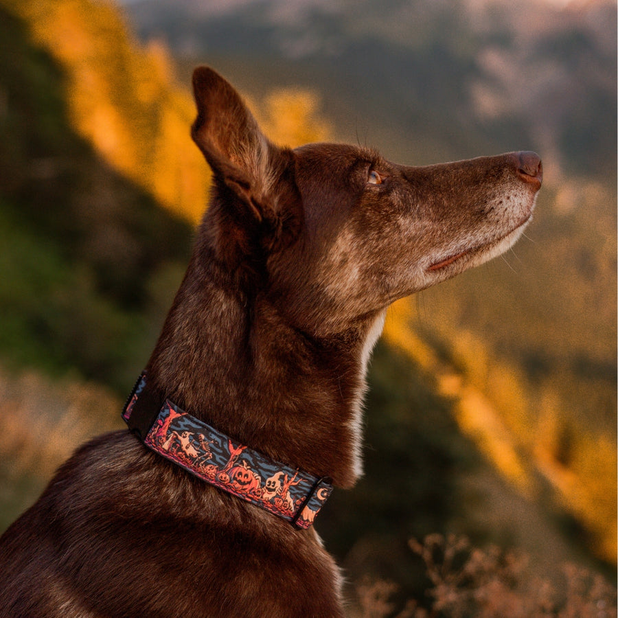 Haunted Hounds Dog Collar | Limited Artist Series