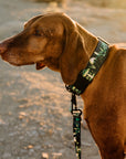 1947 Buckle-On Martingale Collar