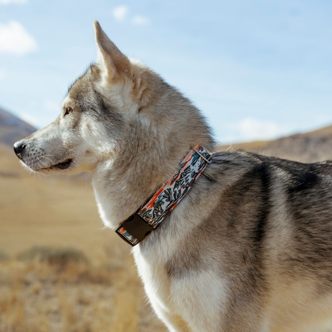 Westward Collar