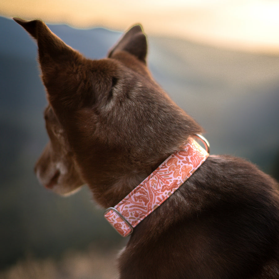 Harvest Squirrel Dog Collar