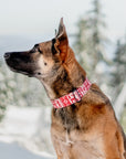 Scarlet Sweater Dog Collar