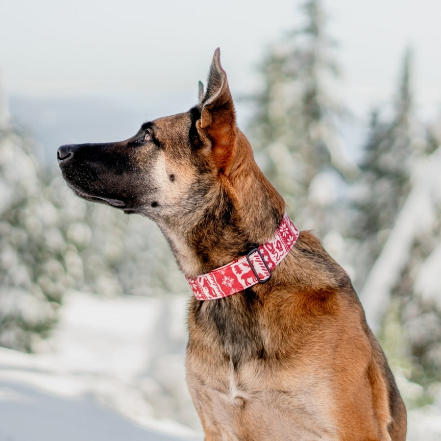 Scarlet Sweater Dog Collar