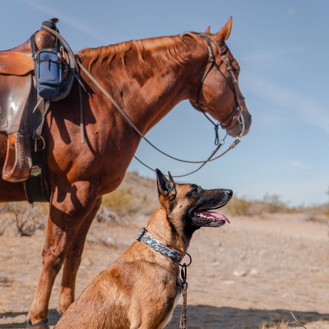 Westward Collar