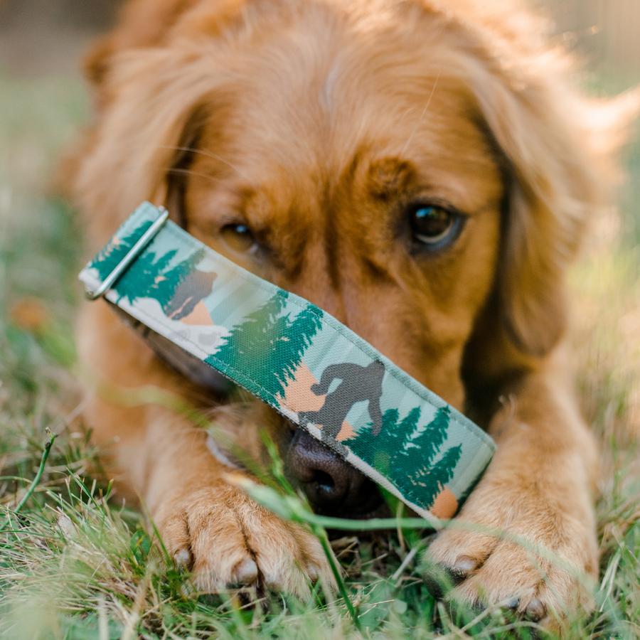 Bigfoot Dog Collar