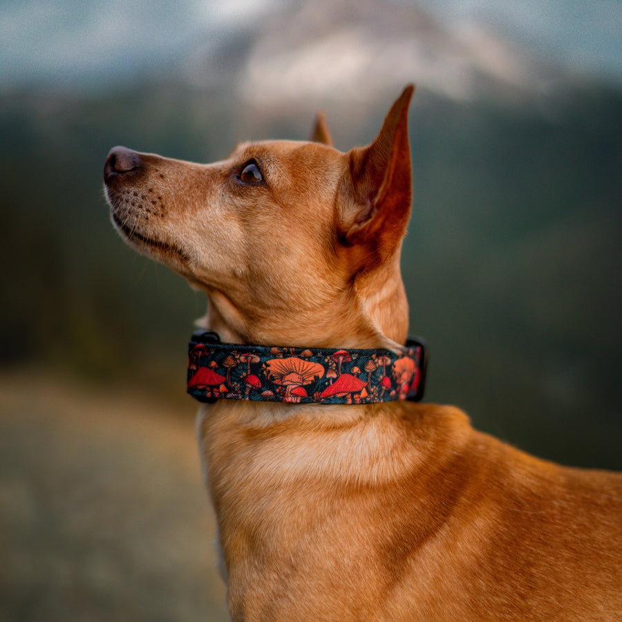 Midnight Mushrooms Dog Collar [ready to ship]