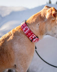 Scarlet Sweater Dog Collar