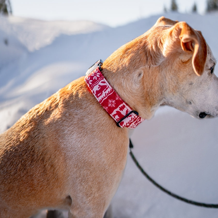 Scarlet Sweater Dog Collar