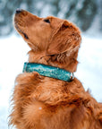 Enchantments in Green Dog Collar [Limited Edition Artist Series]