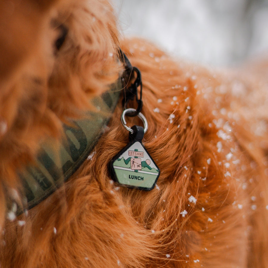 Dog Tracker Qalo Dog Id Tags QALO Custom Silicone Dog ID Tags Show