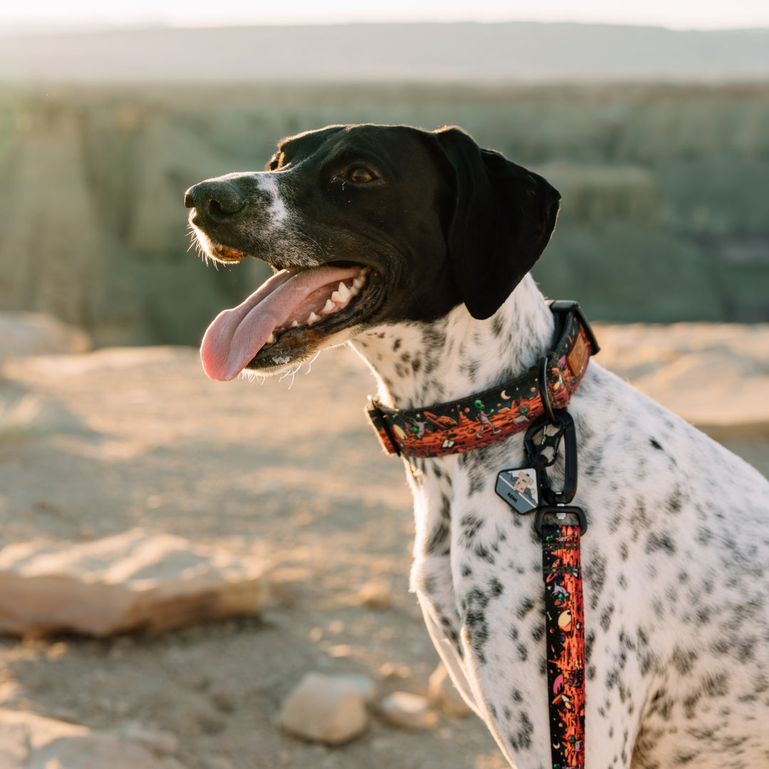 Rover Buckle-On Martingale Collar