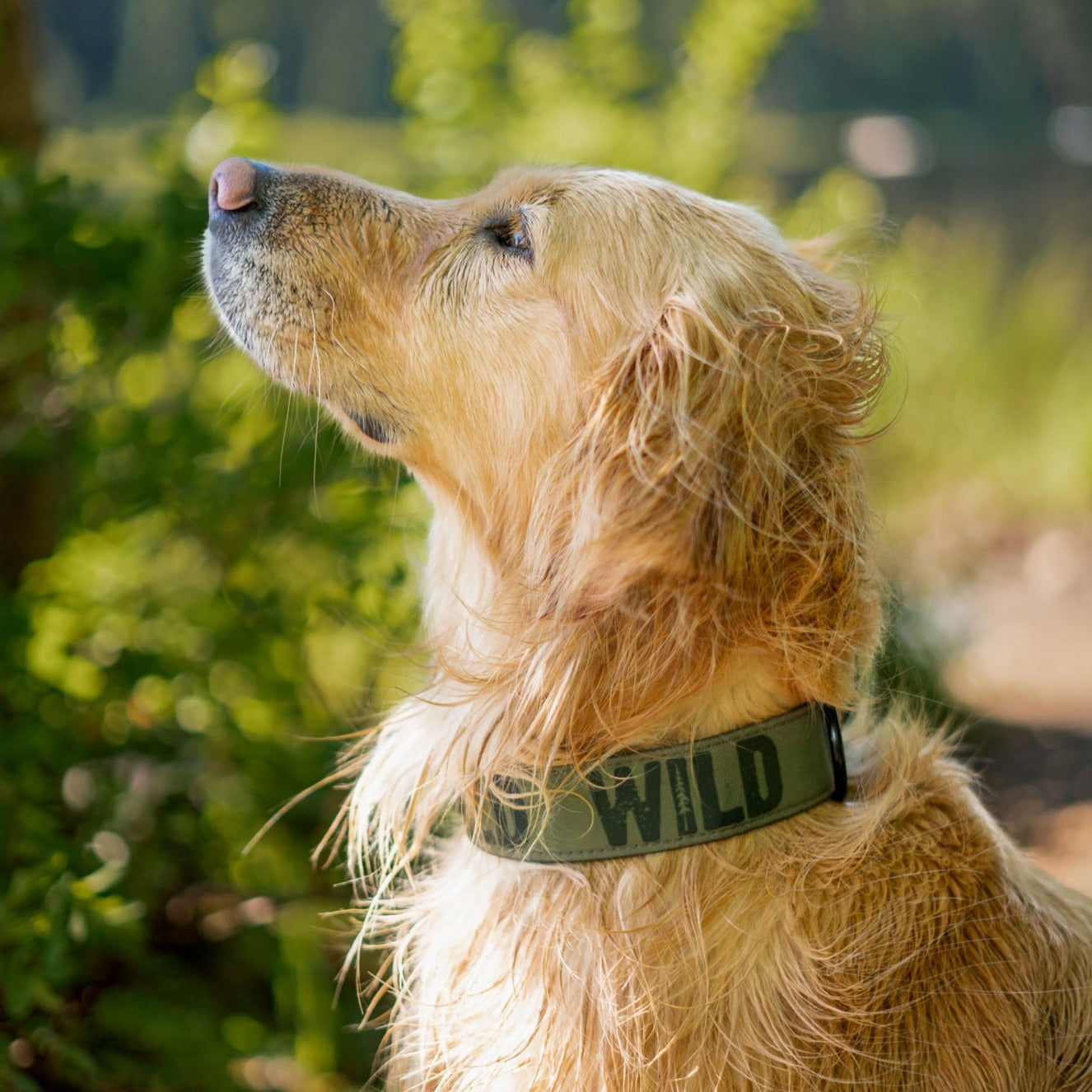 Evergreen Wild Collar